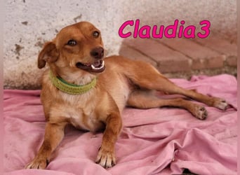 Claudia3 geb. 05/2025 (ESP) - lernwillige, freundliche Podenco-Mix-Dame