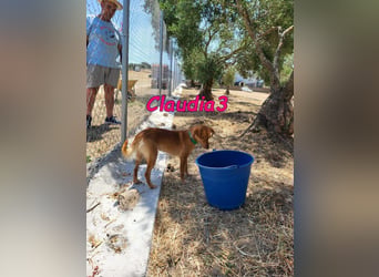 Claudia3 geb. 05/2025 (ESP) - lernwillige, freundliche Podenco-Mix-Dame