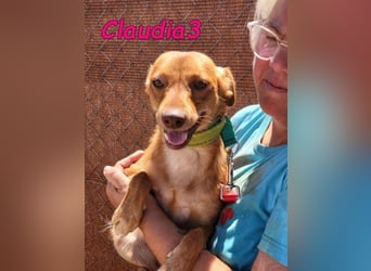 Claudia3 geb. 05/2025 (ESP) - lernwillige, freundliche Podenco-Mix-Dame