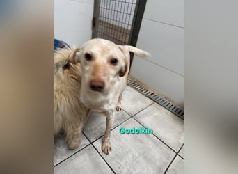 Goldolkin geb. 01/2022 (ESP) - sanfter Podencomischling sucht seine Menschnen!