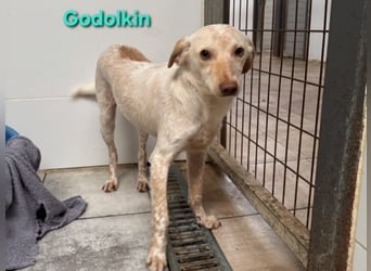 Goldolkin geb. 01/2022 (ESP) - sanfter Podencomischling sucht seine Menschnen!