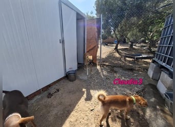 Claudia3 geb. 05/2025 (ESP) - lernwillige, freundliche Podenco-Mix-Dame