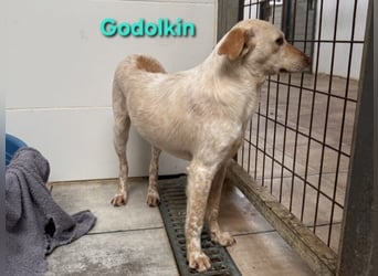 Goldolkin geb. 01/2022 (ESP) - sanfter Podencomischling sucht seine Menschnen!