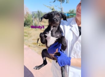 Wendy3 geb. 08/2025 (ESP) - verspielte und lebhafte Podenco-Rauhhaarterrier Dame!