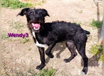 Wendy3 geb. 08/2025 (ESP) - verspielte und lebhafte Podenco-Rauhhaarterrier Dame!