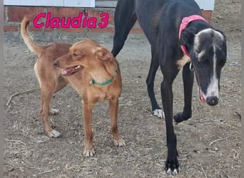 Claudia3 geb. 05/2025 (ESP) - lernwillige, freundliche Podenco-Mix-Dame