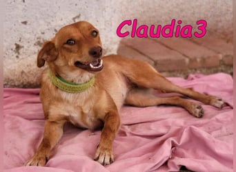 Claudia3 geb. 05/2025 (ESP) - lernwillige, freundliche Podenco-Mix-Dame