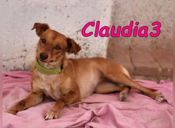 Claudia3 geb. 05/2025 (ESP) - lernwillige, freundliche Podenco-Mix-Dame