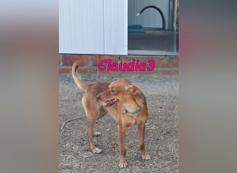 Claudia3 geb. 05/2025 (ESP) - lernwillige, freundliche Podenco-Mix-Dame
