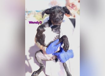 Wendy3 geb. 08/2025 (ESP) - verspielte und lebhafte Podenco-Rauhhaarterrier Dame!