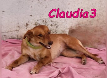 Claudia3 geb. 05/2025 (ESP) - lernwillige, freundliche Podenco-Mix-Dame