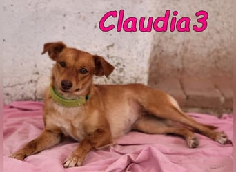 Claudia3 geb. 05/2025 (ESP) - lernwillige, freundliche Podenco-Mix-Dame