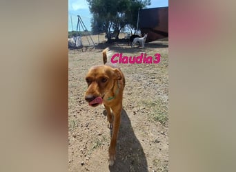 Claudia3 geb. 05/2025 (ESP) - lernwillige, freundliche Podenco-Mix-Dame