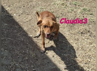 Claudia3 geb. 05/2025 (ESP) - lernwillige, freundliche Podenco-Mix-Dame