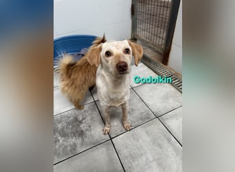 Goldolkin geb. 01/2022 (ESP) - sanfter Podencomischling sucht seine Menschnen!