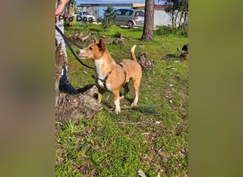 Spaßvogel Vincent sucht ein neues Zuhause