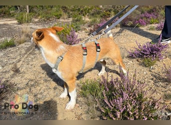 Vincent sucht sein Zuhause