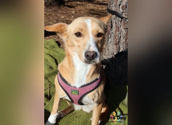 Vincent sucht sein Zuhause