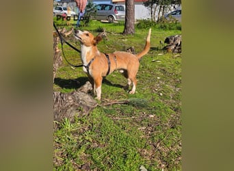 Spaßvogel Vincent sucht ein neues Zuhause