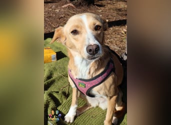 Vincent sucht sein Zuhause