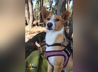 Vincent sucht sein Zuhause