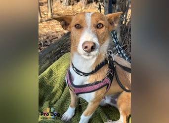 Vincent sucht sein Zuhause