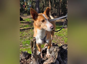 Vincent - Lieb, Fröhlich & Lustig