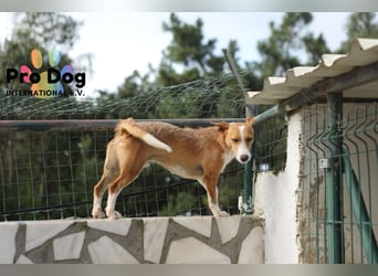 Vincent sucht sein Zuhause