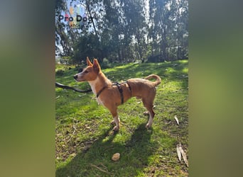 Spaßvogel Vincent sucht ein neues Zuhause