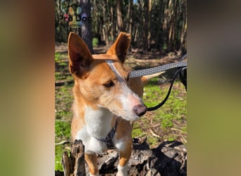 Spaßvogel Vincent sucht ein neues Zuhause