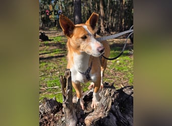 Spaßvogel Vincent sucht ein neues Zuhause