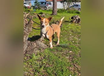 Spaßvogel Vincent sucht ein neues Zuhause