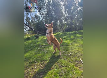 Spaßvogel Vincent sucht ein neues Zuhause