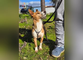 Spaßvogel Vincent sucht ein neues Zuhause