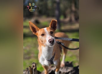 Vincent - Lieb, Fröhlich & Lustig