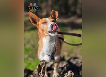 Spaßvogel Vincent sucht ein neues Zuhause