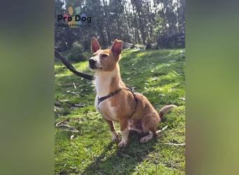 Spaßvogel Vincent sucht ein neues Zuhause