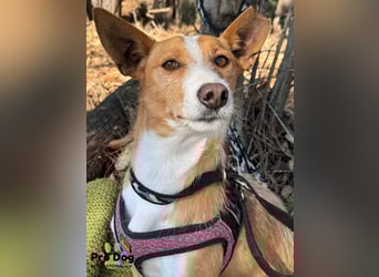 Vincent sucht sein Zuhause