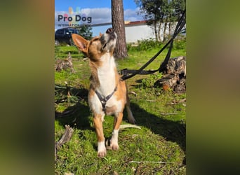 Vincent - Lieb, Fröhlich & Lustig