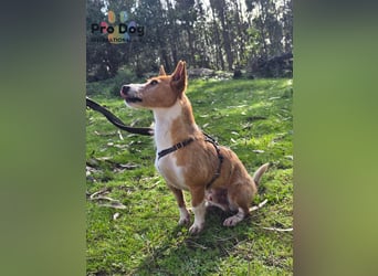 Vincent - Lieb, Fröhlich & Lustig