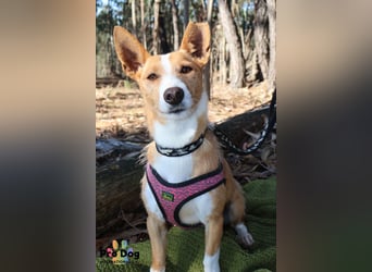 Vincent sucht sein Zuhause