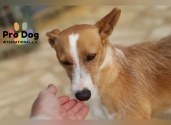 Vincent sucht sein Zuhause