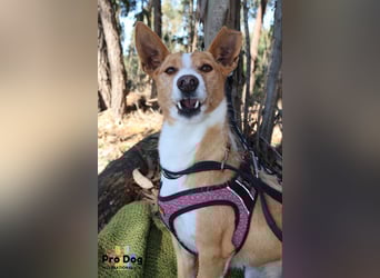 Vincent sucht sein Zuhause