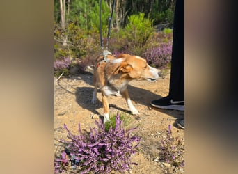 Vincent sucht sein Zuhause