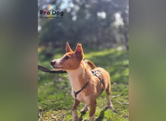 Vincent - Lieb, Fröhlich & Lustig