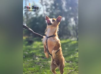 Spaßvogel Vincent sucht ein neues Zuhause