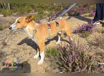 Vincent sucht sein Zuhause