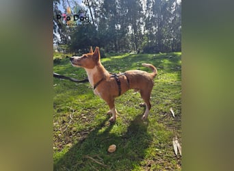 Vincent - Lieb, Fröhlich & Lustig