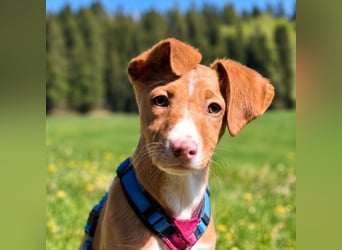 Bizchoco - kleiner Charmeur mit lustigen Ohren sucht sein Zuhause
