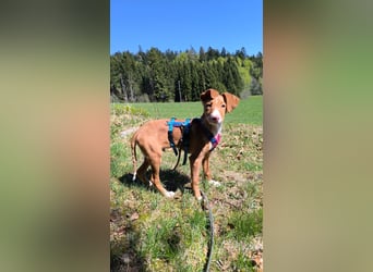 Bizchoco - kleiner Charmeur mit lustigen Ohren sucht sein Zuhause